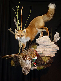 Fox Taxidermy Mounts