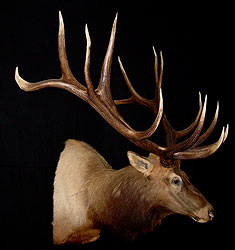 Bull Elk Mount